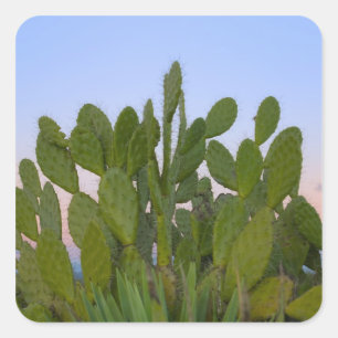 Sticker Carré Cactus et sisal en forêt sèche