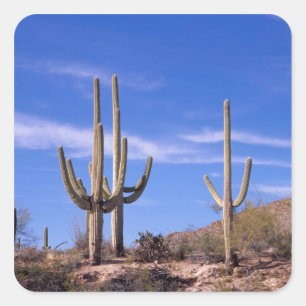 Sticker Carré Cactus géant Saguaro multi-bras, Saguaro