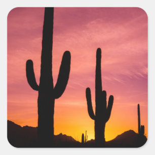 Sticker Carré Cactus saguaro au lever du soleil, Arizona