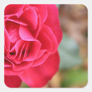 Sticker Carré Cadeau avec rose pour la Saint Valentin