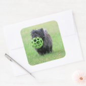 Sticker Carré Cairn terrier (Enveloppe)