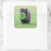 Sticker Carré Cairn terrier (Sac)