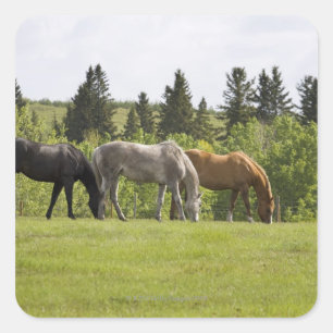 Sticker Carré Calgary, Alberta, Canada