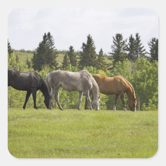 Sticker Carré Calgary, Alberta, Canada (Devant)