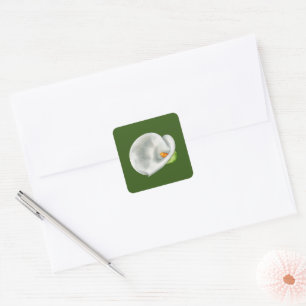 Sticker Carré Calla Lilly