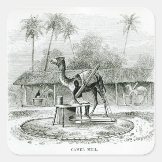 Sticker Carré Camel Mill, de 'Travels in Africa' (Devant)