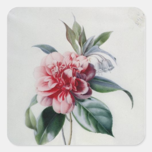 Sticker Carré Camellia (Devant)