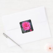 Sticker Carré Camellia rose (Enveloppe)
