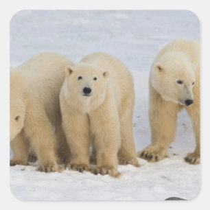 Sticker Carré Canada, baie d'Hudson. Ours polaire mère avec deux