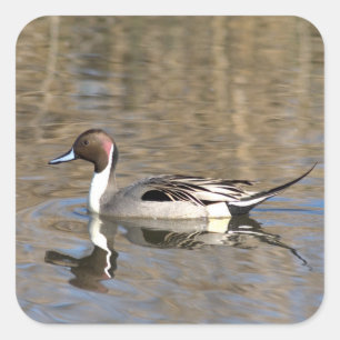 Sticker Carré Canard pilet nage dans un étang