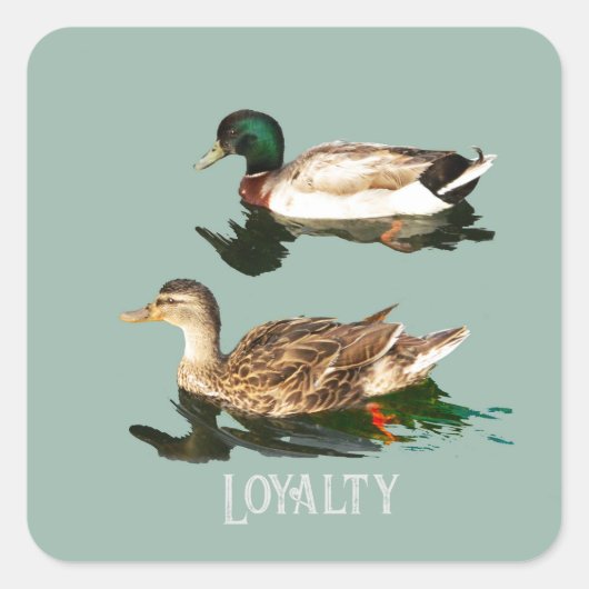 Sticker Carré Canards colverts (Devant)