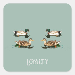 Sticker Carré Canards colverts