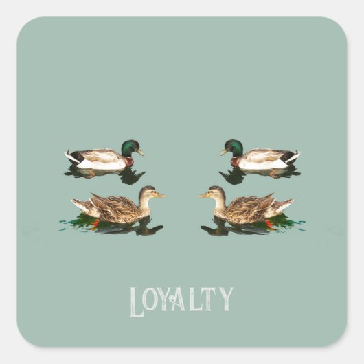 Sticker Carré Canards colverts (Devant)