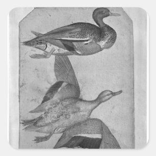 Sticker Carré Canards, de l'Album Vallardi