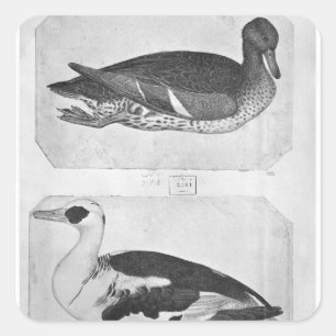 Sticker Carré Canards, le de l'album de Vallardi