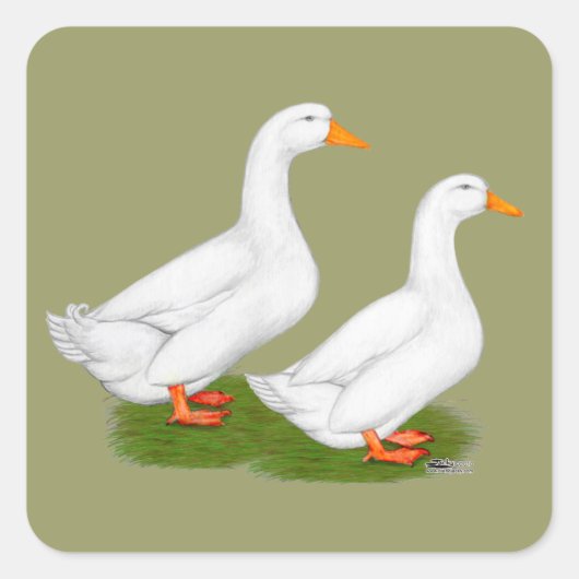 Sticker Carré Canards : White Pekins (Devant)