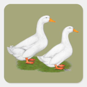 Sticker Carré Canards : White Pekins