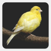 Sticker Carré Canari jaune (Devant)