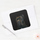 Sticker Carré Cane Corso - Mastiff italien (Enveloppe)