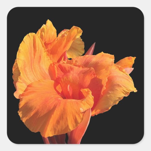 Sticker Carré Canne (Devant)