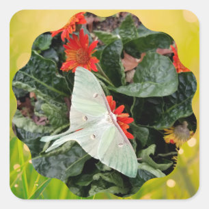 Sticker Carré Captivant Luna Moth