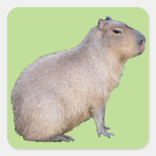 Sticker Carré Capybara
