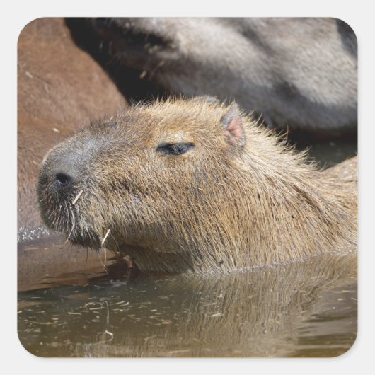 Sticker Carré Capybara dans l'eau (Devant)