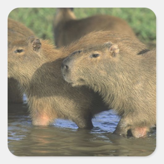 Sticker Carré Capybara, Hydrochaeris hydrochaeris), monde (Devant)