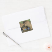 Sticker Carré Capybara, Hydrochaeris hydrochaeris), monde (Enveloppe)