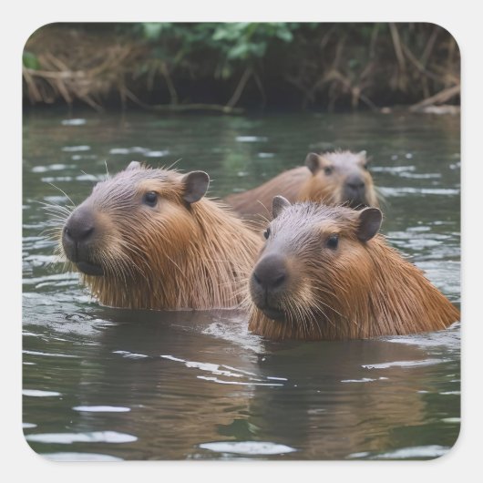 Sticker Carré Capybaras' Swimming In The River, (Devant)