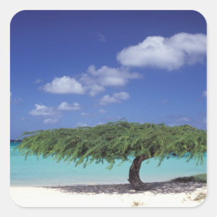 Sticker Carré Caraïbes, Aruba. Plage Eagle
