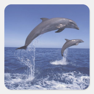 Sticker Carré Caraïbes, dauphins à gros nez