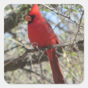 Sticker Carré Cardinal