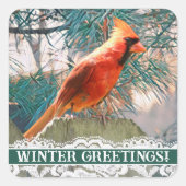 Sticker Carré Cardinal devant le phoque d'hiver des pins (Devant)