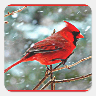 Sticker Carré Cardinal rouge dans la neige