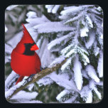 Sticker Carré Cardinal rouge d'hiver<br><div class="desc">Un beau cardinal rouge se reposant parmi les verdures d'hiver enneigées.</div>