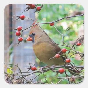 Sticker Carré Cardinal sur une branche de Berry en hiver