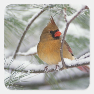 Sticker Carré Cardinalis femelle dans un pin enneigé,