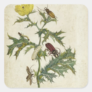 Sticker Carré Cardos Spinosus : Scarabées et chenilles, plat 6