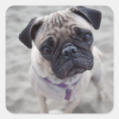 Sticker Carré Carlin (Devant)