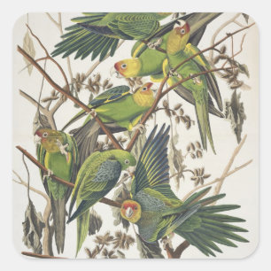 Sticker Carré Carolina Parakeet, de 'Birds of America', 1829