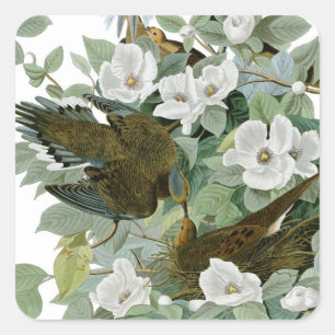 Sticker Carré Carolina Pigeon Audubon Morning Dove