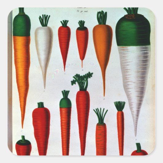 Sticker Carré Carottes (Devant)
