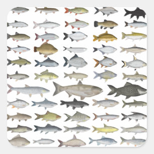 Sticker Carré Carp