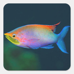 STICKER CARRÉ CARRÉ DE POISSON TROPICAL DE PLANCHE