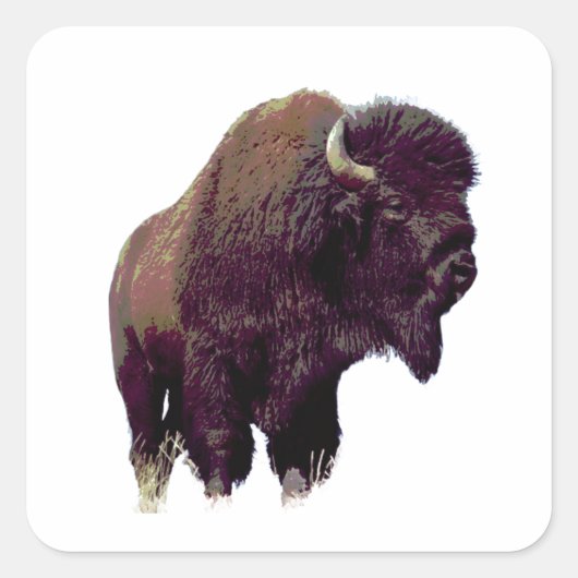 Sticker Carré Carte de bison buffle (Devant)