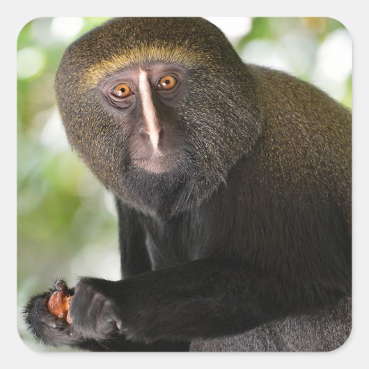 Sticker Carré Carte postale de singe à visage de hibou (Devant)