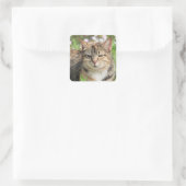 Sticker Carré Cat (Sac)