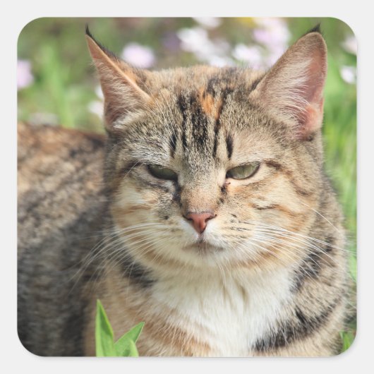 Sticker Carré Cat (Devant)