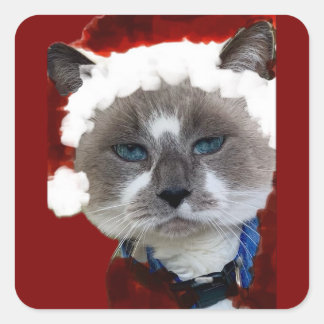 Sticker Carré Cat Santa Claws Christmas Maureen Girard Blue Eye 